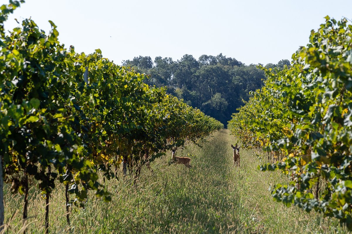 Villa Bogdano 1880: la tenuta di Lison tra bosco e vigne storiche
