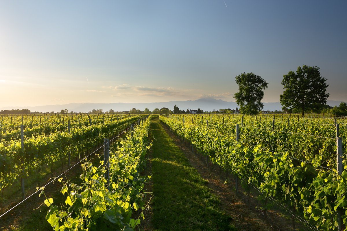Il Percorso del Gusto a Pramaggiore: cantina Ornella Bellia
