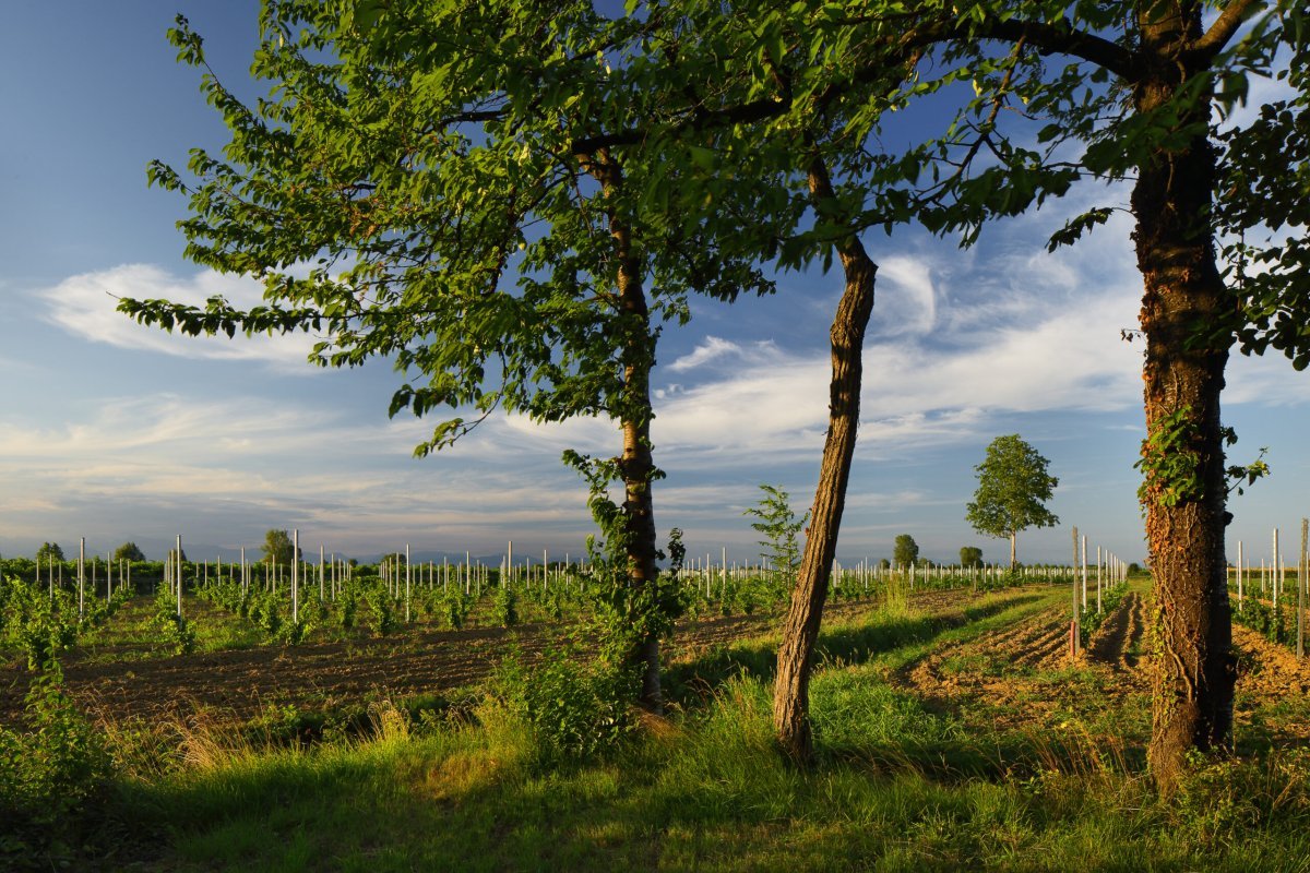 Il Percorso del Gusto a Pramaggiore: cantina Ornella Bellia
