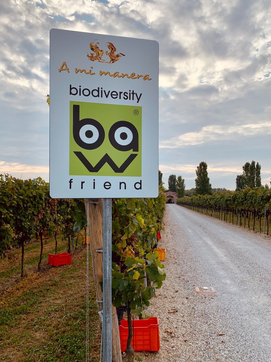 Vino e biodiversità a Lison: visita e degustazione della cantina A Mi Manera