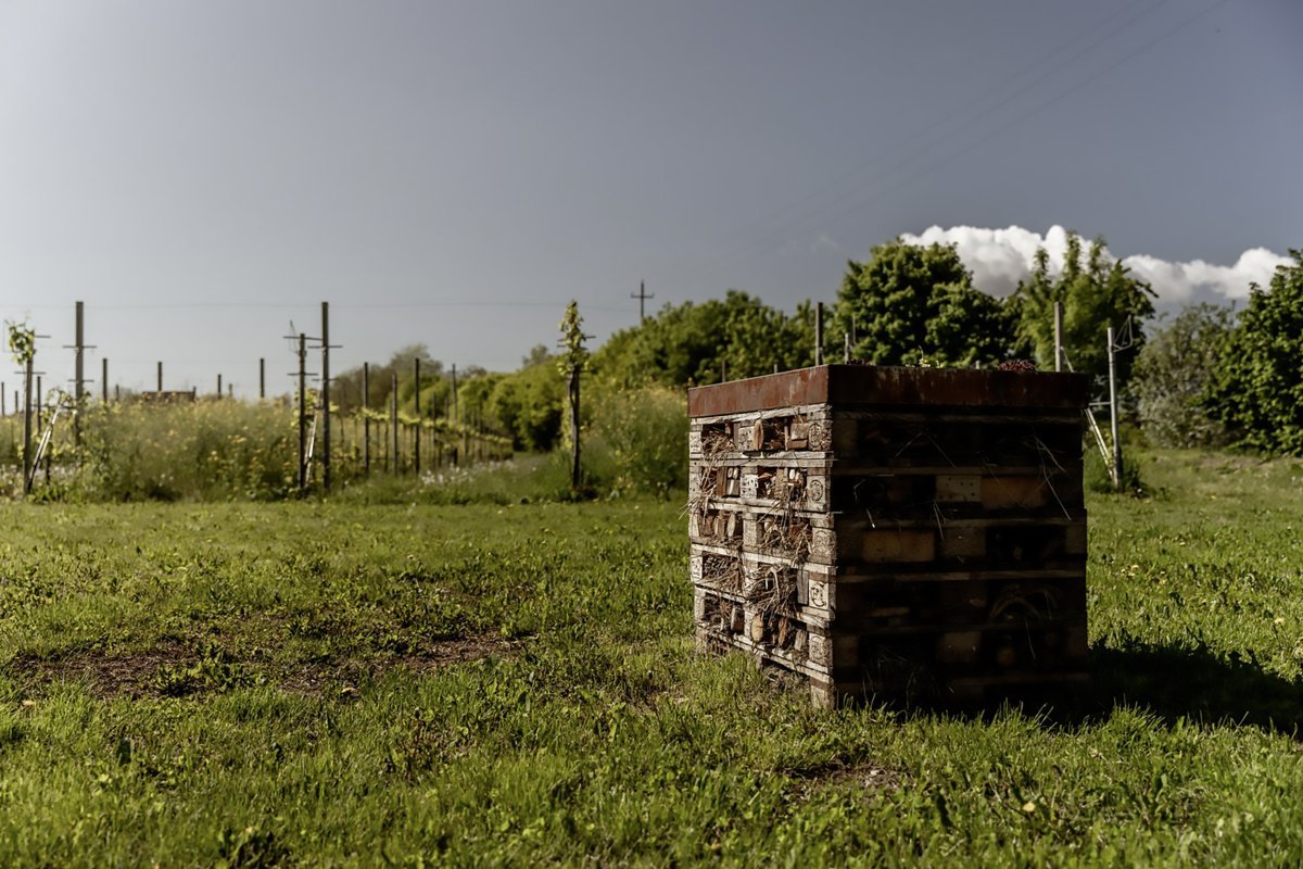 Colline del Prosecco: visita ai vigneti a Pieve di Soligo